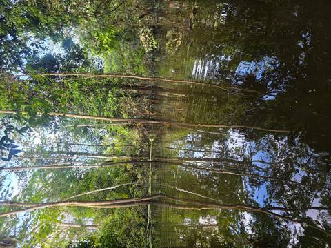foto de reseña de cliente de Aventura en la selva amazónica de Iquitos 5D/4N