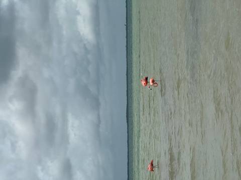 Two flamingos wade alone in shallow gray-green lagoon under overcast skies.
