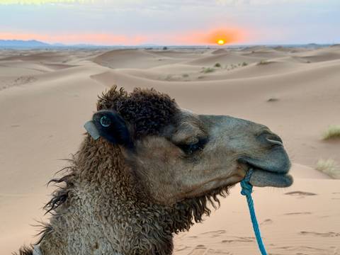 Close-up of a camel’s head against rolling Sahara sand dunes at sunset.