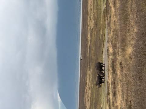 Two rhinoceroses graze on open plains with distant lake and misty mountains beneath grey skies.