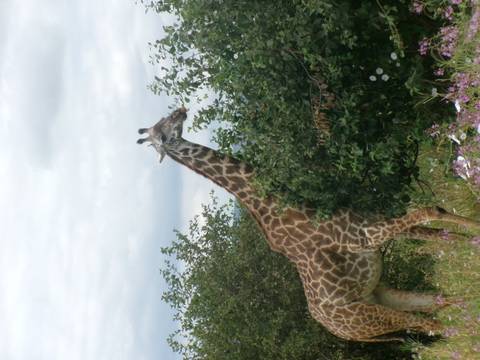 Giraffe stretching its neck to browse leafy branches against a cloudy sky.