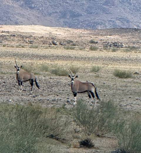 Two gemsbok standing alert on a rocky desert plain under harsh light