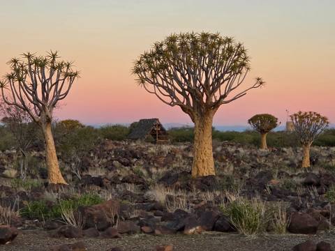 Quiver trees scattered among dark volcanic rocks at sunset with pink and orange sky
