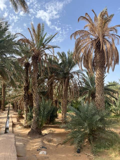 Dense cluster of tall date palms forming a green oasis under a blue sky