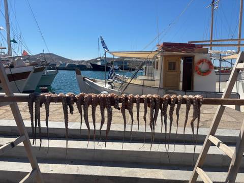 Rows of octopus tentacles hang to dry on a wooden pole beside fishing boats in a sunny harbor.