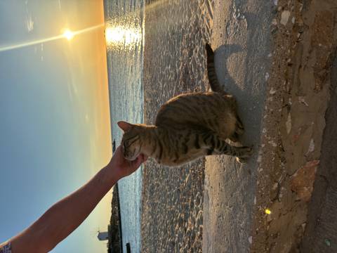 Hand gently scratches a tabby cat sitting on a seaside stone ledge at sunset.