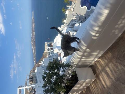 Cat balances on a white balcony railing with sweeping views of Santorini’s caldera and blue sea below.