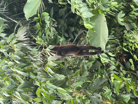 A brown woolly monkey hangs by one arm from dense green rainforest foliage.