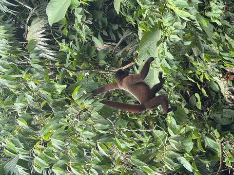 A woolly monkey swings horizontally beneath broad jungle leaves in thick rainforest vegetation.