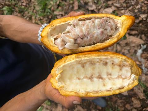 Hands display a freshly split cacao fruit showing white pulp-covered beans beside an empty husk.