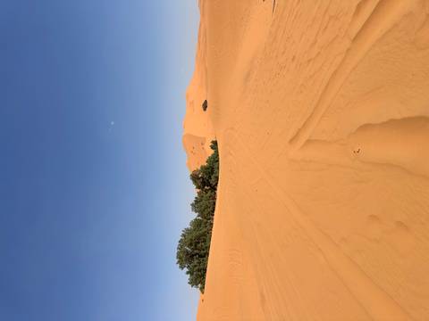 Expansive golden Sahara dunes under cloudless blue sky with sparse shrubs.
