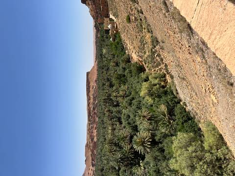 Lush palm oasis stretching through a desert valley beneath a cloudless sky.