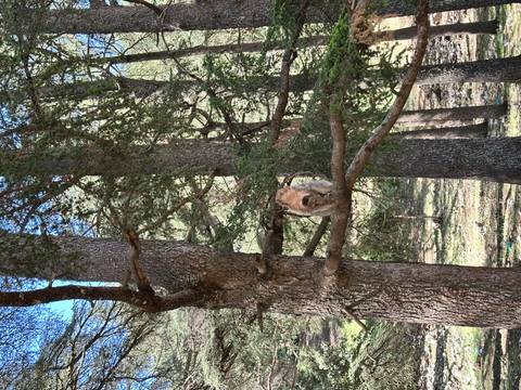 Barbary macaque resting on a branch amid tall cedar trees in the Middle Atlas.