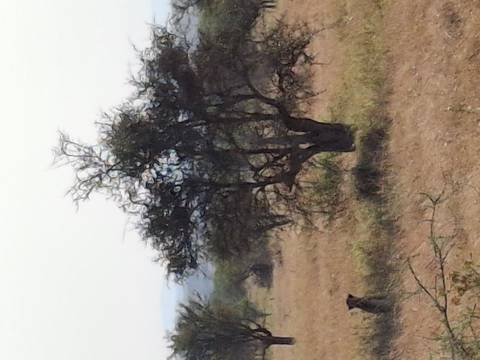 Distant view of a lone tree on the savanna with faint wildlife partially visible in tall grass.