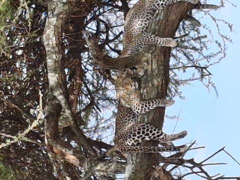 Two leopards lounge on the branches of an acacia tree in the African savanna.