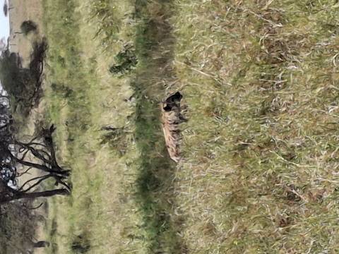 Blurry shot of a hyena partially hidden in tall grasses of the African plains.