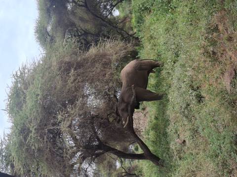 An elephant stretches its trunk to feed on branches beneath a thorny acacia tree in lush green bushland.