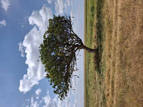 A lone sausage tree stands in the middle of an open, dry grass plain under a blue sky with scattered clouds.