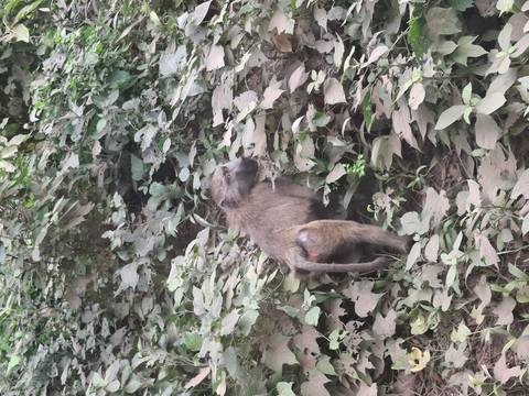 A baboon forages among dense leafy undergrowth in a forested area.
