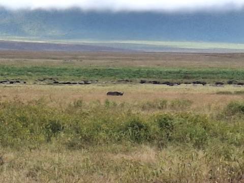 A distant hyena and a long line of wildebeest on an expansive, hazy plain beneath a blue-grey sky.