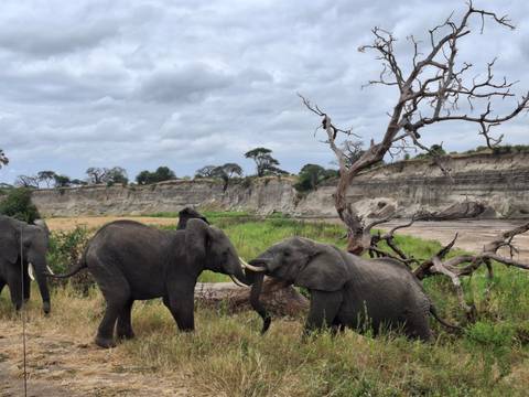 Two young elephants playfully spar with their trunks by a fallen tree near a rocky riverbed and tall cliffs.