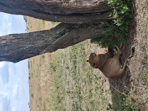 A lioness rests in the shade of a tree on dry savannah grass, gazing upward.