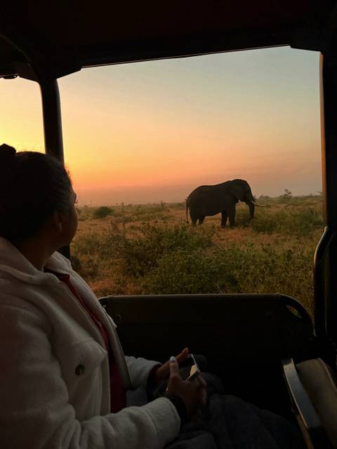 Safari guest watches lone elephant grazing on savanna at orange sunrise from open vehicle.
