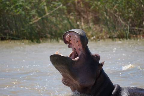 Open-mouthed hippopotamus emerging from river water displaying massive jaws.