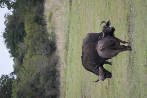 Two African buffalo grazing in an open grassy plain.