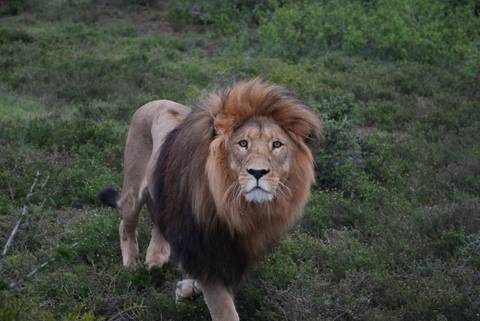 Majestic male lion staring directly at the camera in bushland.