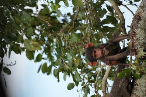 Baby baboon perched on a tree branch with curious expression.