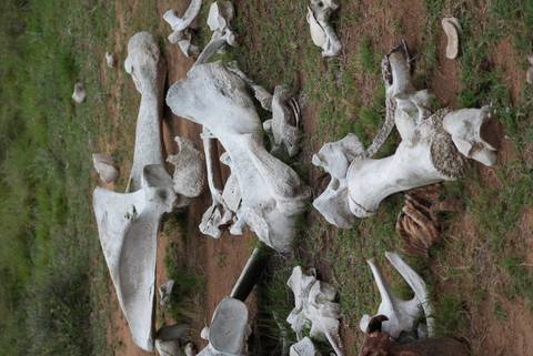 Large scattered animal bones bleaching on dry ground in the bush.