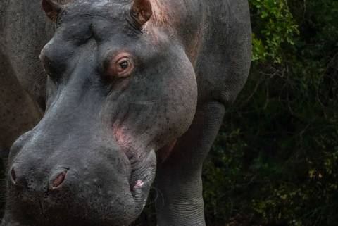 Close-up side profile of a hippopotamus with textured skin and alert eye.