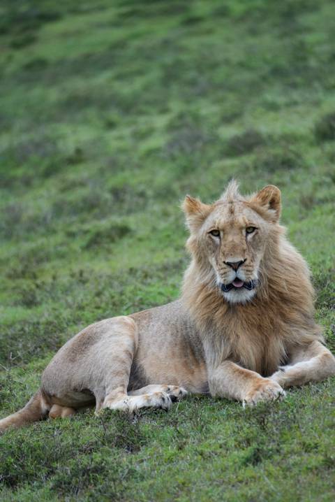 Young lion lying on grassy ground with relaxed expression.