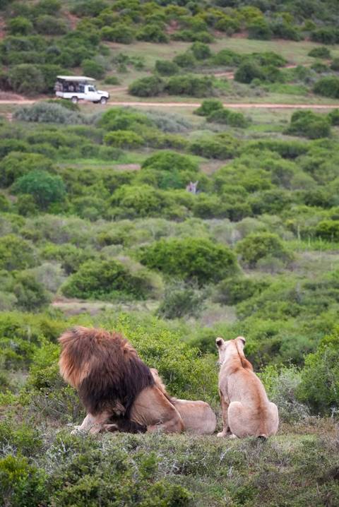 Partially hidden lion in bushes with distant hyena visible on savanna.