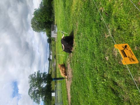 Highland cattle resting in a grassy field with farm buildings in the background.