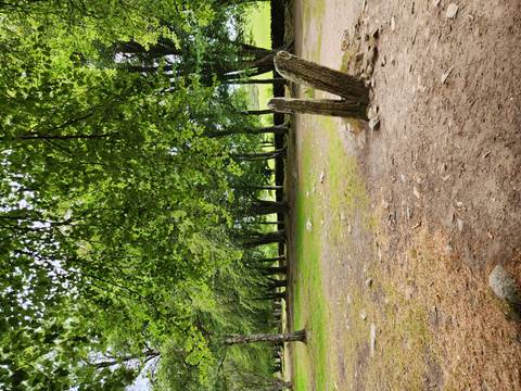 Tranquil woodland path shaded by dense green tree canopy.