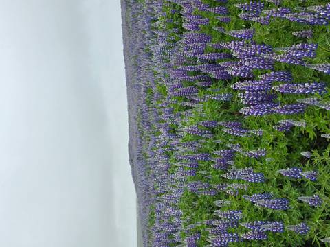 Endless field of purple lupine flowers stretches to the horizon under a grey Icelandic sky.