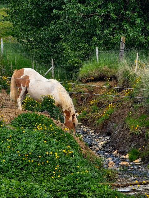 Icelandic horse with a blond mane grazing beside a small stream surrounded by yellow wildflowers and green grass.