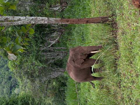 A lone elephant grazes in a clearing of lush jungle with tall trees behind.