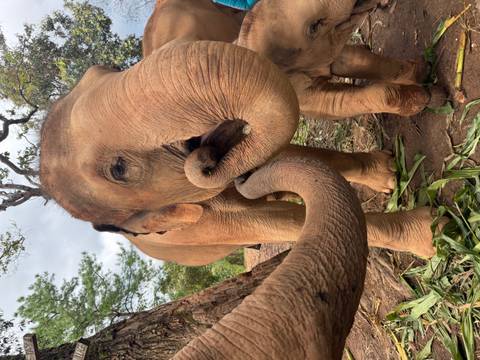 Close-up of an elephant curling its trunk, with another elephant partly visible.