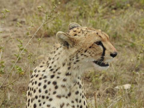 Close-up profile of a cheetah sitting alert in dry grassland.