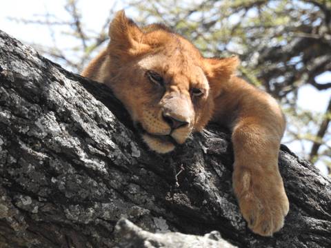 Lioness draped over a tree branch resting in the shade.