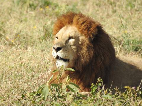 Male lion with full mane resting in golden savannah grass.