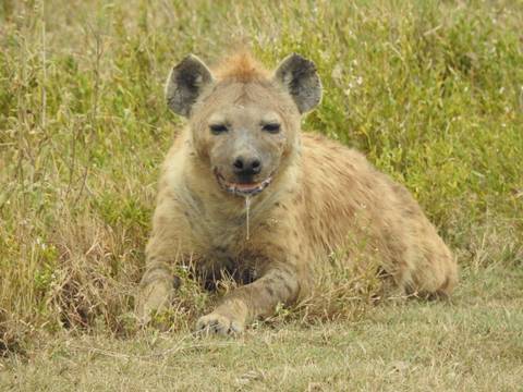Spotted hyena lying in the grass with drool hanging from its mouth.