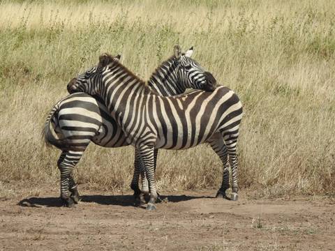 Two zebras standing head-to-shoulder in affectionate pose on dry savannah.