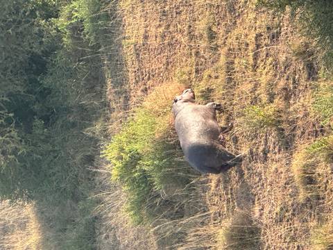 Hippo foraging alone in dry grass near riverbank in evening light.