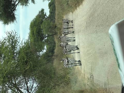 Line of zebras walking away down a dirt safari track flanked by thorn trees.