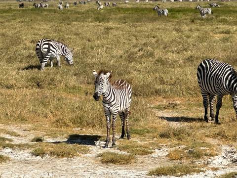 Three zebras grazing and standing alert on a sun-bleached grass plain.