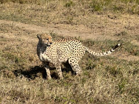 Cheetah standing alert on short grass savanna in bright sunlight.